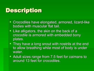 Description Crocodiles have elongated, armored, lizard-like bodies with muscular flat tail. Like alligators, the skin on the back of a crocodile is armored with embedded bony plates. They have a long snout with nostrils at the end to allow breathing while most of body is under water. Adult sizes range from 7.5 feet for caimans to around 13 feet for crocodiles. 