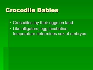 Crocodile Babies Crocodiles lay their eggs on land Like alligators, egg incubation temperature determines sex of embryos  