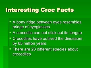 Interesting Croc Facts A bony ridge between eyes resembles bridge of eyeglasses  A crocodile can not stick out its tongue Crocodiles have outlived the dinosaurs by 65 million years There are 23 different species about crocodiles 