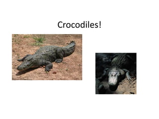 Crocodiles!

 