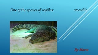 One of the species of reptiles: crocodile
By Marta
 
