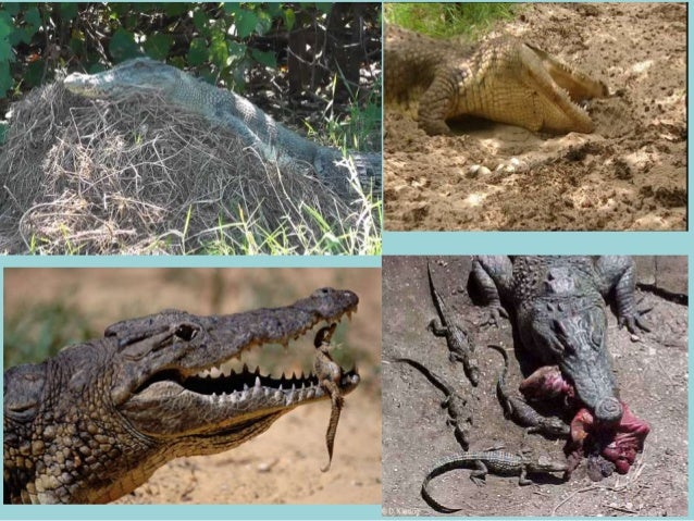 [DIAGRAM] Diagram Of Life Cycle Of Freshwater Crocodile - MYDIAGRAM.ONLINE