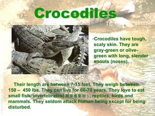 Crocodiles ,[object Object],[object Object],[object Object],[object Object],[object Object],Their length are between 7-15 feet. They weigh between  150 –  450 lbs. They can live for 60-70 years. They love to eat  small fish, invertebrates( 無脊椎動物 )   , reptiles, birds and mammals. They seldom attack human being except for being disturbed.  