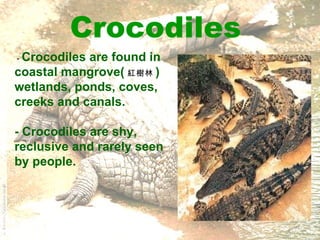 Crocodiles -  Crocodiles are found in coastal mangrove( 紅樹林 ) wetlands, ponds, coves, creeks and canals.  - Crocodiles are shy, reclusive and rarely seen by people.  