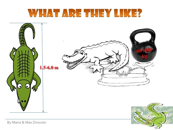 Crocodiles for 2nd graders