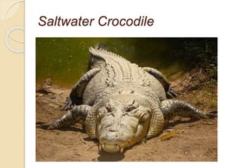 Saltwater Crocodile
 