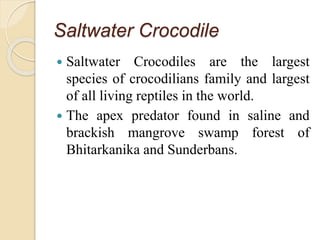 Saltwater Crocodile
 Saltwater Crocodiles are the largest
species of crocodilians family and largest
of all living reptiles in the world.
 The apex predator found in saline and
brackish mangrove swamp forest of
Bhitarkanika and Sunderbans.
 