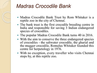 Madras Crocodile Bank
 Madras Crocodile Bank Trust by Rom Whitaker is a
reptile zoo in the city of Chennai.
 The bank trust is the first crocodile breeding centre in
India and responsible for saving 3 Indian endangered
species of crocodiles.
 The popular Madras Crocodile Bank turns 40 in 2016.
 With the aim to conserve the three endangered species
of crocodiles - the saltwater crocodile, the gharial and
the mugger crocodile, Romulus Whitaker founded this
centre for herpetology in 1976.
 With no exception, every traveller who visits Chennai
stops by, at this reptile zoo.
 