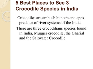 5 Best Places to See 3
Crocodile Species in India
Crocodiles are ambush hunters and apex
predator of river systems of the India.
There are three crocodilians species found
in India, Mugger crocodile, the Gharial
and the Saltwater Crocodile.
 