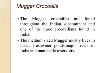 Mugger Crocodile
 The Mugger crocodiles are found
throughout the Indian subcontinent and
one of the three crocodilians found in
India.
 The medium sized Mugger mostly lives in
lakes, freshwater ponds,major rivers of
India and man made reservoirs.
 