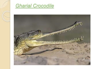 Gharial Crocodile
 