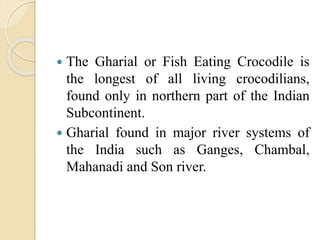  The Gharial or Fish Eating Crocodile is
the longest of all living crocodilians,
found only in northern part of the Indian
Subcontinent.
 Gharial found in major river systems of
the India such as Ganges, Chambal,
Mahanadi and Son river.
 