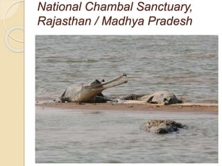 National Chambal Sanctuary,
Rajasthan / Madhya Pradesh
 