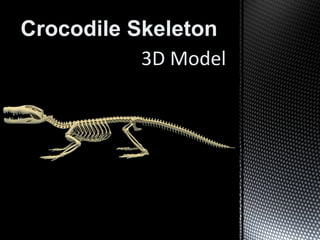 Crocodile Skeleton
3D Model
 