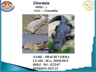 PAPER :- I
TOPIC :- Crocodilia
NAME - PRACHI VERMA
CLASS - M.sc. ZOOLOGY
ROLL NO - Z/22/07
SESSION-2022-23
Chordata
 