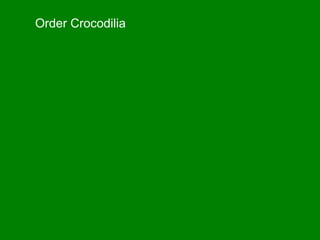 Order Crocodilia
 