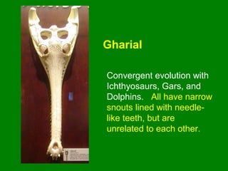 Gharial
Convergent evolution with
Ichthyosaurs, Gars, and
Dolphins. All have narrow
snouts lined with needle-
like teeth, but are
unrelated to each other.
 