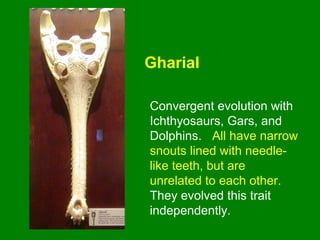 Gharial
Convergent evolution with
Ichthyosaurs, Gars, and
Dolphins. All have narrow
snouts lined with needle-
like teeth, but are
unrelated to each other.
They evolved this trait
independently.
 