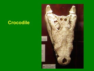 Crocodile
 