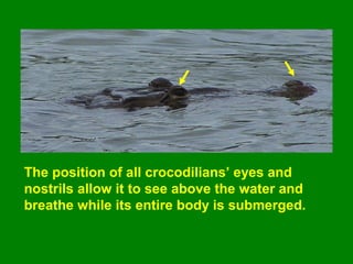 The position of all crocodilians’ eyes and
nostrils allow it to see above the water and
breathe while its entire body is submerged.
 