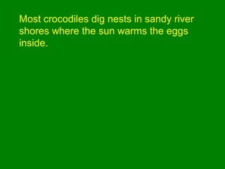Most crocodiles dig nests in sandy river
shores where the sun warms the eggs
inside.
 
