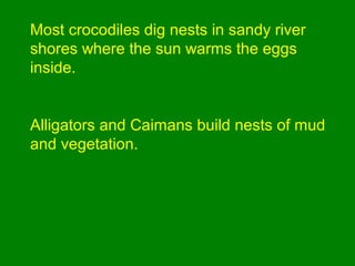 Most crocodiles dig nests in sandy river
shores where the sun warms the eggs
inside.
Alligators and Caimans build nests of mud
and vegetation.
 