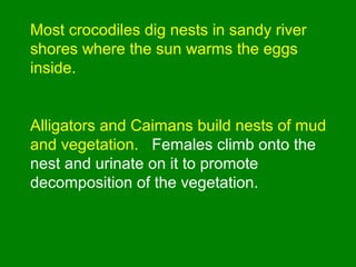 Most crocodiles dig nests in sandy river
shores where the sun warms the eggs
inside.
Alligators and Caimans build nests of mud
and vegetation. Females climb onto the
nest and urinate on it to promote
decomposition of the vegetation.
 