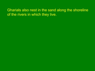 Gharials also nest in the sand along the shoreline
of the rivers in which they live.
 