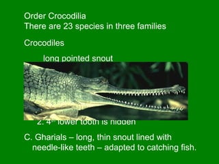 Order Crocodilia
There are 23 species in three families
CrocodilesCrocodiles
1.long pointed snoutlong pointed snout
2.44thth
lower tooth is exposedlower tooth is exposed
B. Alligators and CaimansAlligators and Caimans
1. broad, rounded snout1. broad, rounded snout
2. 42. 4thth
lower tooth is hiddenlower tooth is hidden
C. Gharials – long, thin snout lined with
needle-like teeth – adapted to catching fish.
 