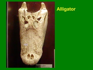 Alligator
 