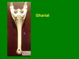 Gharial
 