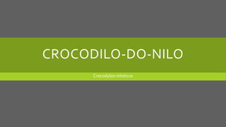CROCODILO-DO-NILO
Crocodylos-niloticus
 