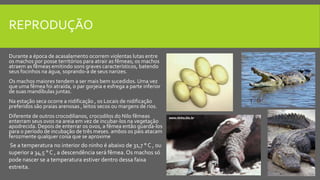 REPRODUÇÃO
Durante a época de acasalamento ocorrem violentas lutas entre
os machos por posse territórios para atrair as fêmeas; os machos
atraem as fêmeas emitindo sons graves característicos, batendo
seus focinhos na água, soprando-a de seus narizes.
Os machos maiores tendem a ser mais bem sucedidos. Uma vez
que uma fêmea foi atraída, o par gorjeia e esfrega a parte inferior
de suas mandíbulas juntas.
Na estação seca ocorre a nidificação , os Locais de nidificação
preferidos são praias arenosas , leitos secos ou margens de rios.
Diferente de outros crocodilianos, crocodilos do Nilo fêmeas
enterram seus ovos na areia em vez de incubar-los na vegetação
apodrecida. Depois de enterrar os ovos, a fêmea então guarda-los
para o período de incubação de três meses. ambos os pais atacam
ferozmente qualquer coisa que se aproxime
Se a temperatura no interior do ninho é abaixo de 31,7 ° C , ou
superior a 34,5 ° C , a descendência será fêmea. Os machos só
pode nascer se a temperatura estiver dentro dessa faixa
estreita.
 