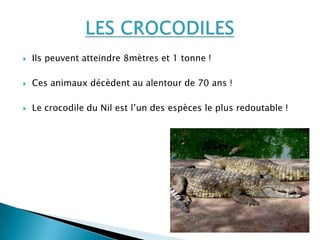 Ils peuvent atteindre 8mètres et 1 tonne !
 Ces animaux décèdent au alentour de 70 ans !
 Le crocodile du Nil est l’un des espèces le plus redoutable !
 