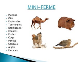  Pigeons
 Oies
 Endormies
 Tourterelles
 Dromadaire
 Canards
 Poules
 Coqs
 Poneys
 Cobayes
 Aigles
 Pintades
 
