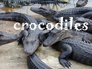 crocodiles
 