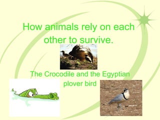 How animals rely on each other to survive. The Crocodile and the Egyptian plover bird 