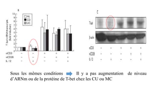 Sous les mêmes conditions Il y a pas augmentation de niveau
d’ARNm ou de la protéine de T-bet chez les CU ou MC
 
