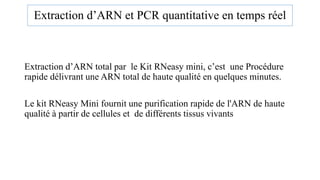 Extraction d’ARN et PCR quantitative en temps réel
Extraction d’ARN total par le Kit RNeasy mini, c’est une Procédure
rapide délivrant une ARN total de haute qualité en quelques minutes.
Le kit RNeasy Mini fournit une purification rapide de l'ARN de haute
qualité à partir de cellules et de différents tissus vivants
 