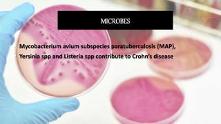 MICROBES
• Mycobacterium avium subspecies paratuberculosis (MAP),
• Yersinia spp and Listeria spp contribute to Crohn’s disease.
 