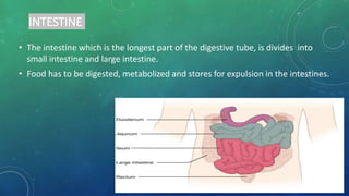 INTESTINE
• The intestine which is the longest part of the digestive tube, is divides into
small intestine and large intestine.
• Food has to be digested, metabolized and stores for expulsion in the intestines.
 
