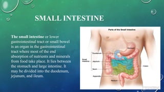 SMALL INTESTINE
The small intestine or lower
gastrointestinal tract or small bowel
is an organ in the gastrointestinal
tract where most of the end
absorption of nutrients and minerals
from food take place. It lies between
the stomach and large intestine. It
may be divided into the duodenum,
jejunum, and ileum.
 
