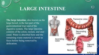 LARGE INTESTINE
The large intestine, also known as the
large bowel, is the last part of the
gastrointestinal tract and of the
digestive system. The large intestine
consists of the colon, rectum, and anal
canal. Water is absorbed here and the
remaining waste material is stored as
feces before being removed by
defecation.
 