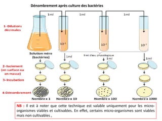 Croissance bactérienne dans le biotope et ecosystème