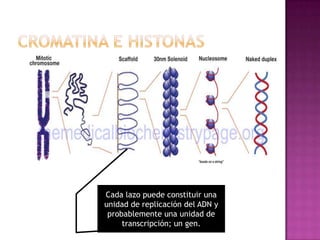Cada lazo puede constituir una
unidad de replicación del ADN y
probablemente una unidad de
transcripción; un gen.

 