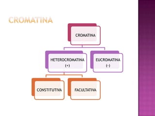 CROMATINA

HETEROCROMATINA
(+)

CONSTITUTIVA

EUCROMATINA
(-)

FACULTATIVA

 