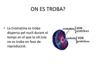 ON ES TROBA?
• La Cromatina es troba
dispersa pel nucli durant el
temps en el que la cèl.lula
no es troba en fase de
reproducció.
 