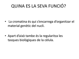 QUINA ES LA SEVA FUNCIÓ?
• La cromatina és qui s’encarrega d’organitzar el
material genètic del nucli.
• Apart d’això tambe és la regularitza les
tasques biològiques de la cèlula.
 