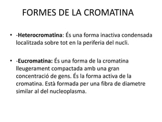 FORMES DE LA CROMATINA
• -Heterocromatina: És una forma inactiva condensada
localitzada sobre tot en la periferia del nucli.
• -Eucromatina: És una forma de la cromatina
lleugerament compactada amb una gran
concentració de gens. És la forma activa de la
cromatina. Està formada per una fibra de diametre
similar al del nucleoplasma.
 