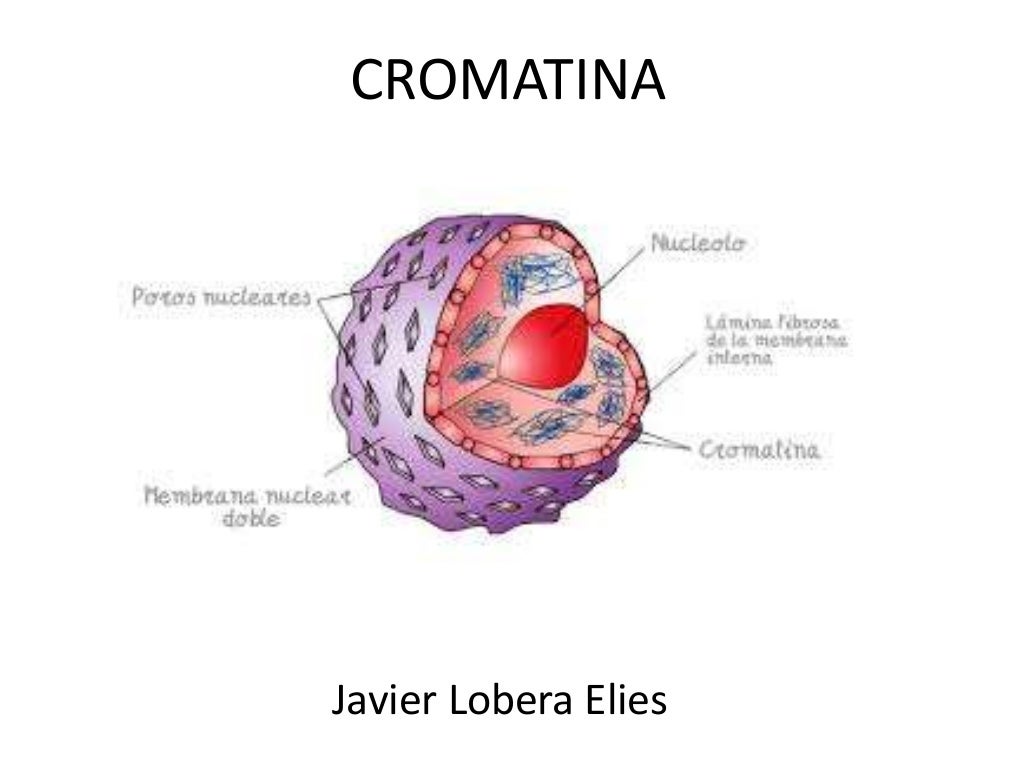 Cromatina